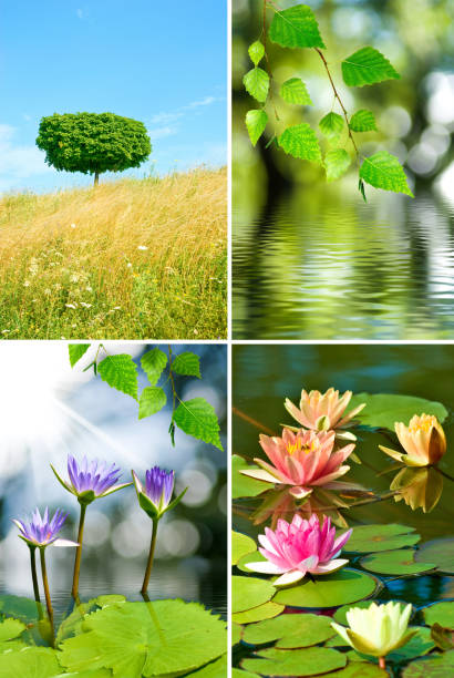 istock lotus in the water 958753626