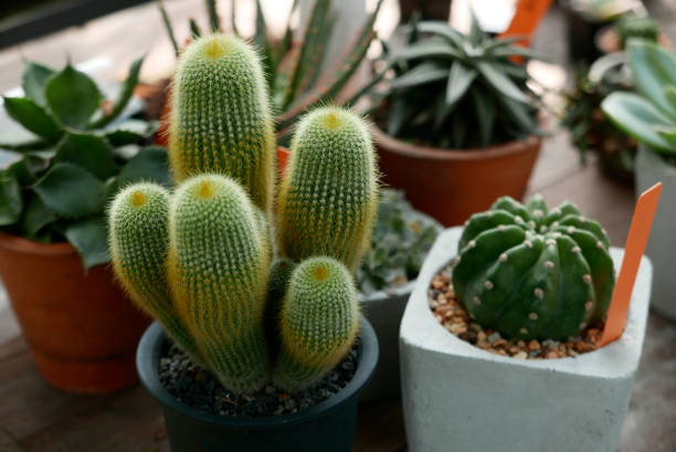 istock Collection of cactus in Potted 958753920