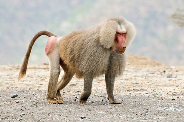 Male Hamadryas Baboon (Papio hamadrya), Eritrea, Africa  baboon stock pictures, royalty-free photos & images