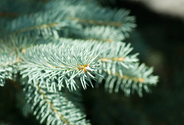 istock image of trees in the park 958759354