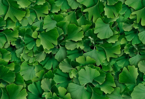 Ginkgo Biloba leaf background as a herbal medicine concept and natural phytotherapy medication symbol for healing.