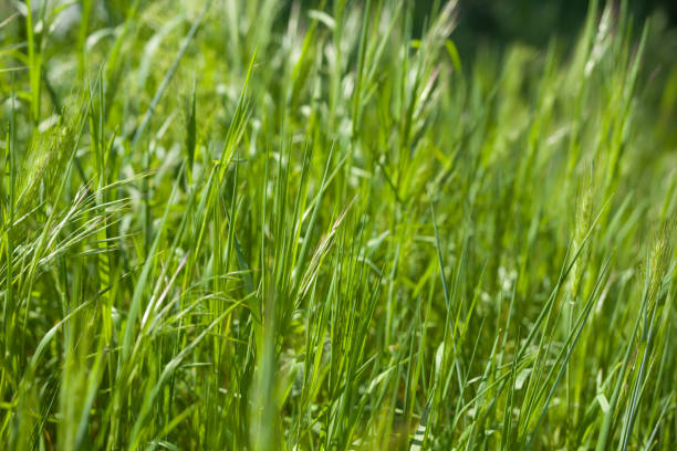 istock Fresh green meadow of grass. Close up. Selective focus 958771242