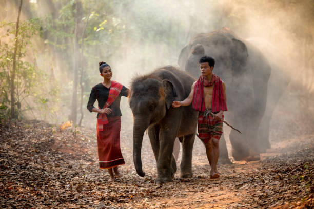 Elephant family in Surin walking in forest at Chang village Elephant family in Surin walking in forest at Chang village and elephants Surin, Thailand. elephant handler stock pictures, royalty-free photos & images