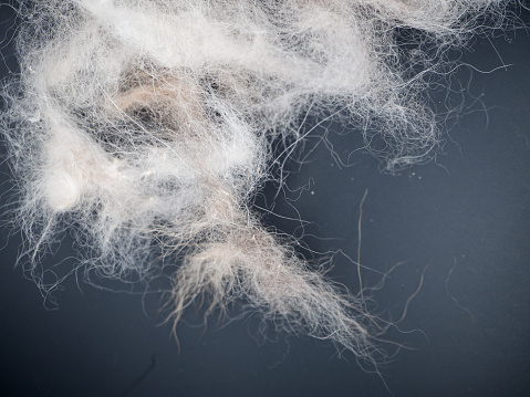 The blury design background of dog hair fall after grooming,show texture of fur