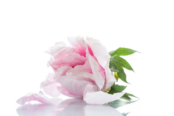 istock Beautiful peony flowers 958777190
