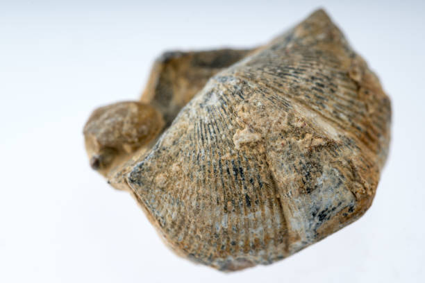istock scallops fossile stone with white background 958777278