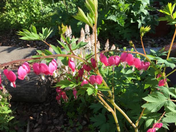 istock Bleeding Heart Flowers 958777402