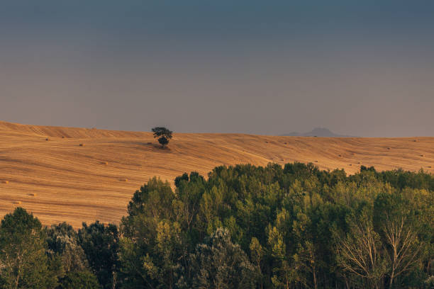 istock Field at sunset. Tuscany. Italy. 958777742