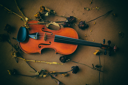 The classic violin put on wooden board,among dried flower,in vintage and art tone,classic old filme style,grainy film design,abstract art design background.