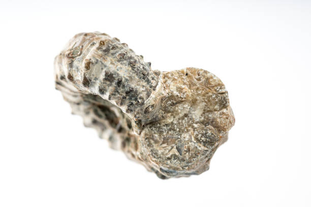 horn snail fossile stone with white background