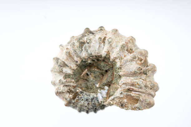 Formed by the sediment which once filled it.