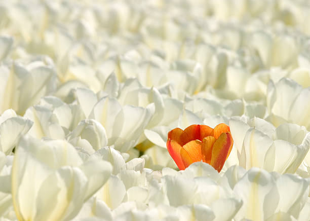 istock single orange tulip in a field of white tulips 95879018