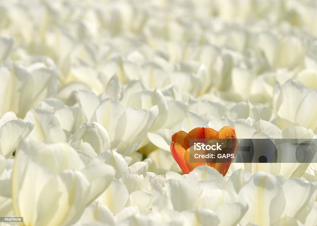 Pojedynczy pomarańczowy tulip w pole białe Tulipany - Zbiór zdjęć royalty-free (Bez ludzi)