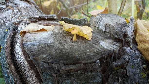 istock View of tiny but curious wild mushroom growing on old tree stump in forest 958794732