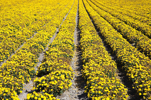 Many flowers are blooming in the plantation.