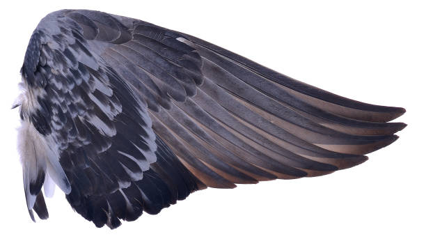 istock Wing of bird isolated on white background 958799612