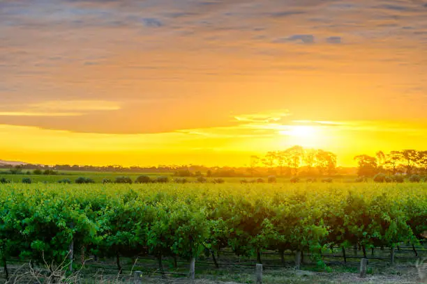 Grape vines in McLaren Vale at sunset, South Australia.