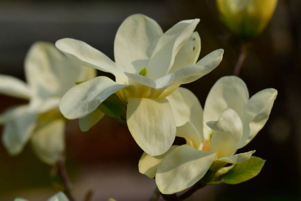 istock Magnolia acuminata / Cucumber Magnolia 958801100