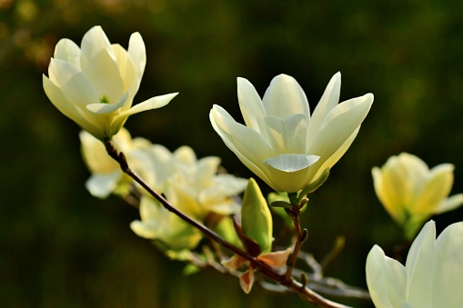 Magnolia acuminata, commonly known as Cucumber magnolia or Cucumber tree, is a deciduous magnolia that produces slightly fragrant, greenish-yellow, tulip-like flowers in late spring. It is so named for the green, warty, cucumber-like fruits that follow the flowers.
