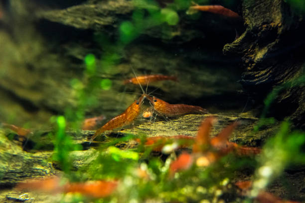 istock Cherry shrimp are eating food. 958806818