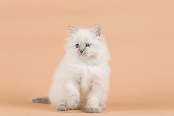 istock Portrait of Siberian kitten 958807770
