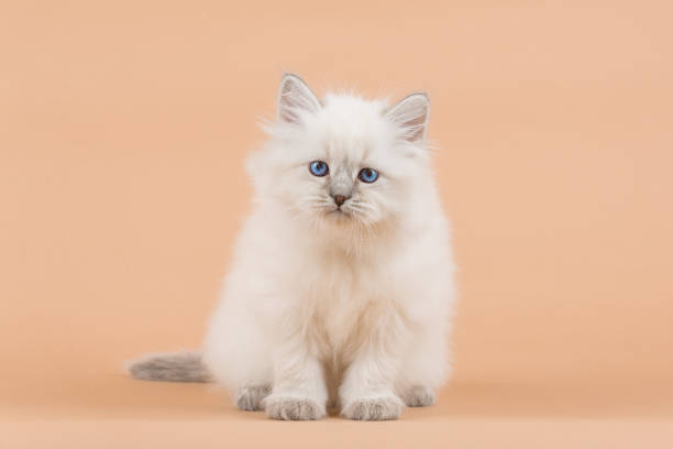 istock Portrait of Siberian kitten 958807818