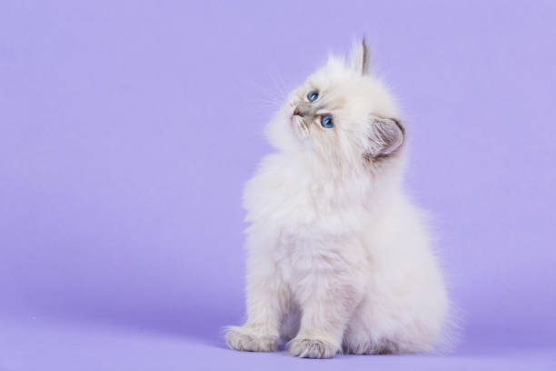 Curious Siberian kitten on a purple background