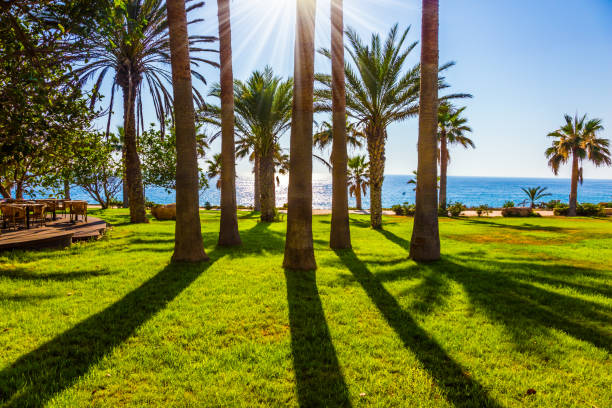 istock Palm grove on the bay 958813754