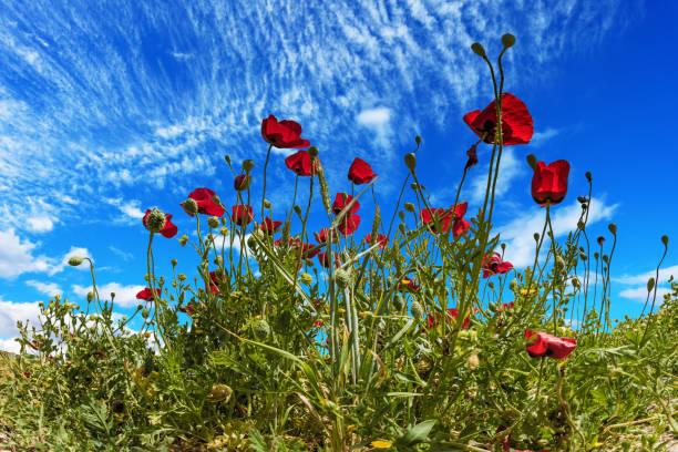 istock The cirrus clouds in the blue spring sky 958813778