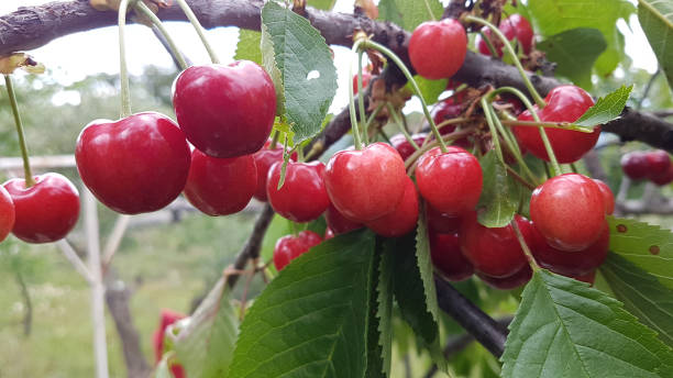 istock cherries red ripe green leaves on the tree, spring background 958820910