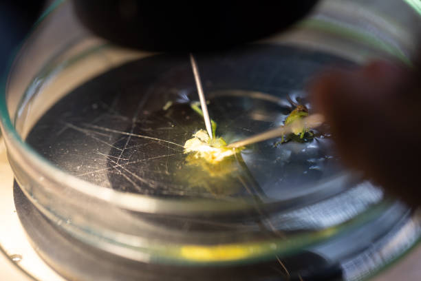 istock Study of Insect in laboratory. 958821240