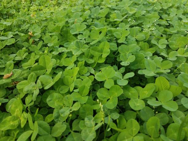istock green clover on the lawn 958821726