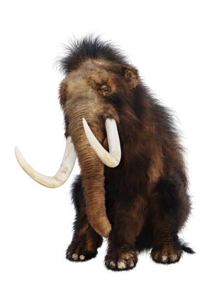 istock 3D illustration woolly mammoth on white 958829852