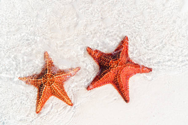 istock Tropical white sand with red starfish in clear water 958829888