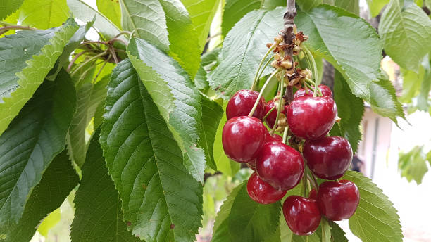 istock cherries cherry red ripe green leaves on the tree, spring background 958830030