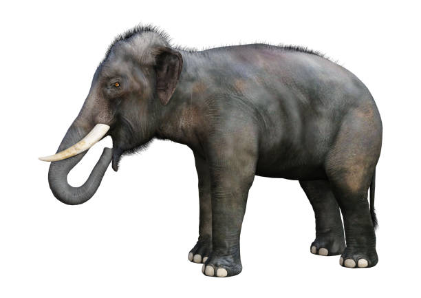 istock 3D illustration Indian elephant on white 958830060