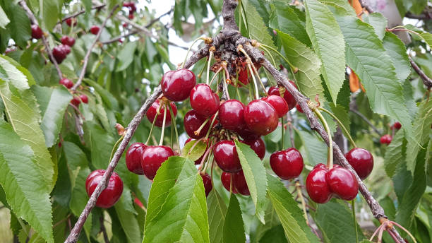 istock cherries cherry red ripe green leaves on the tree, spring background 958830136