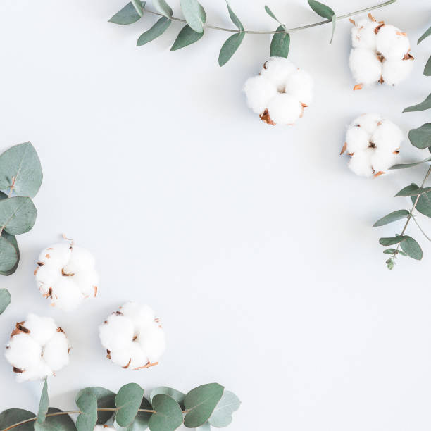 istock Cotton flowers and eucalyptus branches. Flat lay, top view 958831838