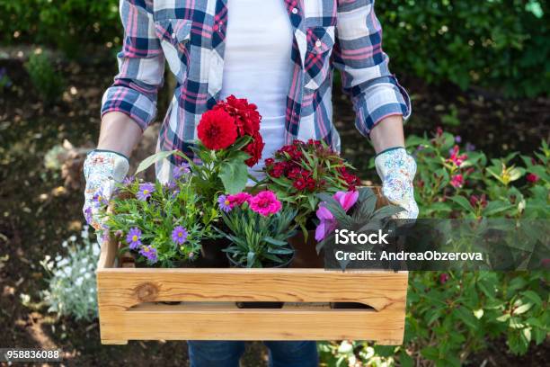 Giovane Giardiniere Femmina Che Tiene Una Cassa Di Legno Piena Di Fiori Pronti Per Essere Piantati In Un Giardino Concetto Di Hobby Del Giardinaggio - Fotografie stock e altre immagini di Fiore