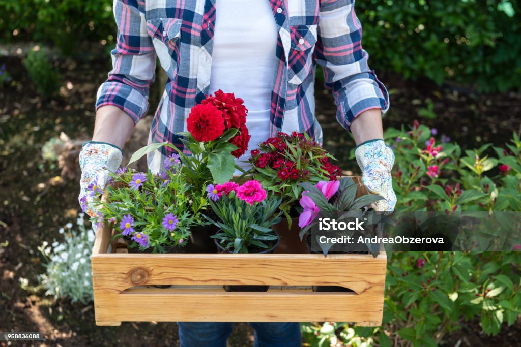 Young female gardener holding wooden crate full of flowers ready to be planted in a garden. Gardening hobby concept. Flower Stock Photo