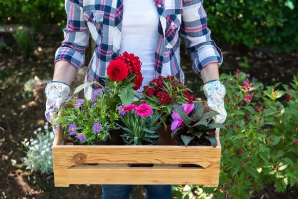 Photo of Young female gardener holding wooden crate full of flowers ready to be planted in a garden. Gardening hobby concept.