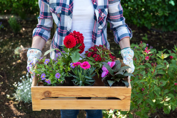 jovem jardineiro feminino segurando a caixa de madeira cheia de flores, prontas para ser plantada em um jardim. conceito de passatempo de jardinagem. - flower pot gardening glove glove protective glove - fotografias e filmes do acervo