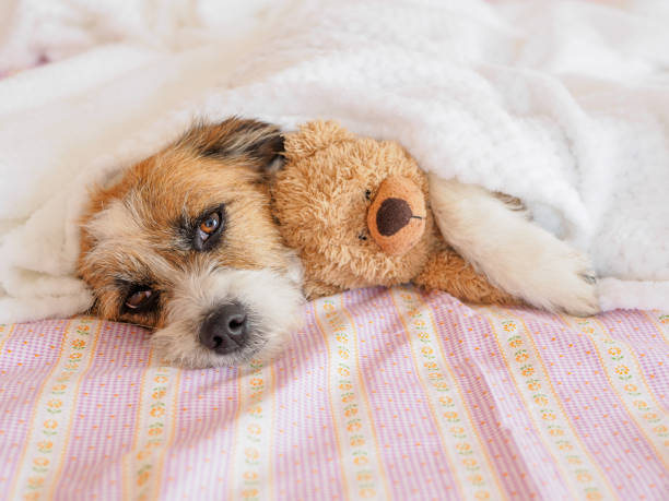 istock Dog with teddy bears in his arm 958836160