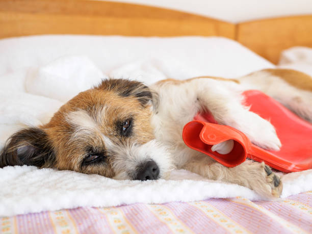 hund mit wärmflasche im braço - hot water bottle - fotografias e filmes do acervo