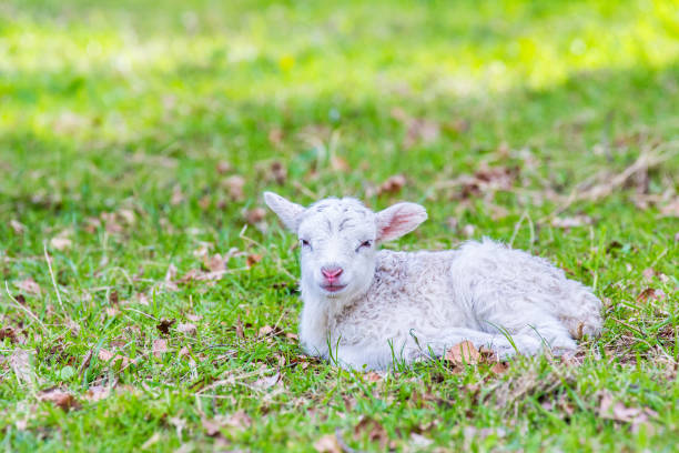 istock One newborn white lamb lying in green grass 958840484