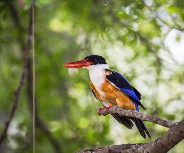 istock Black-capped Kingfisher (Halcyon pileata) on a branch in park. 958842092