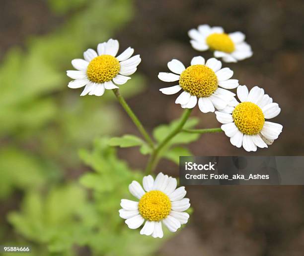 Kamille Stockfoto und mehr Bilder von Baumblüte - Baumblüte, Blume, Blumenbeet