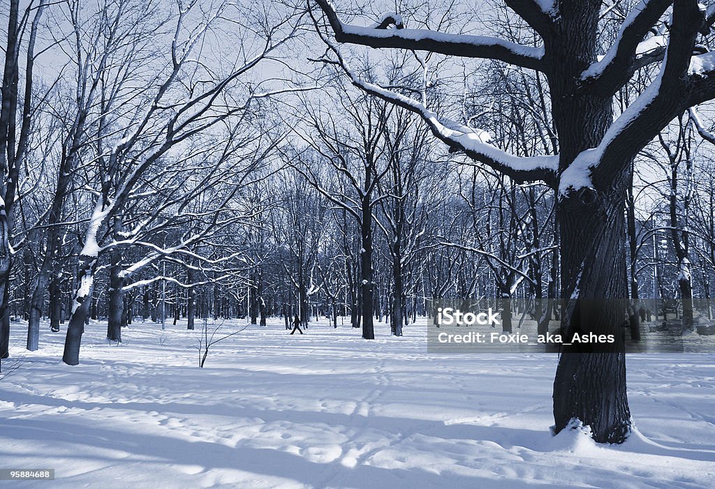 Der winter park - Lizenzfrei Abgestorbene Pflanze Stock-Foto