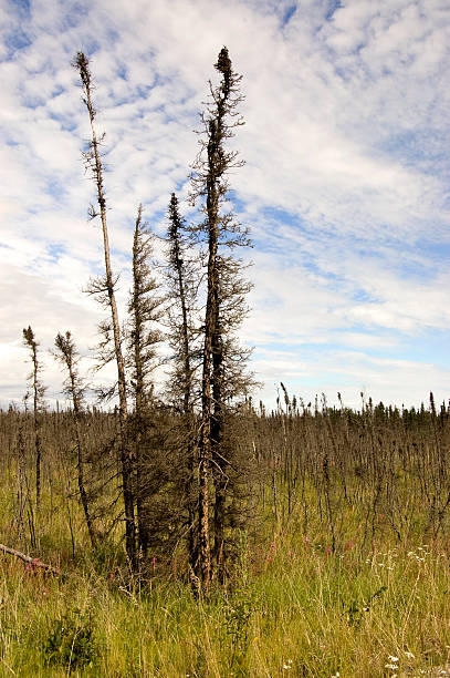 Burned Out Pine stock photo