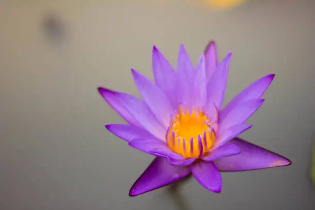 Purple lotus in water,flower
